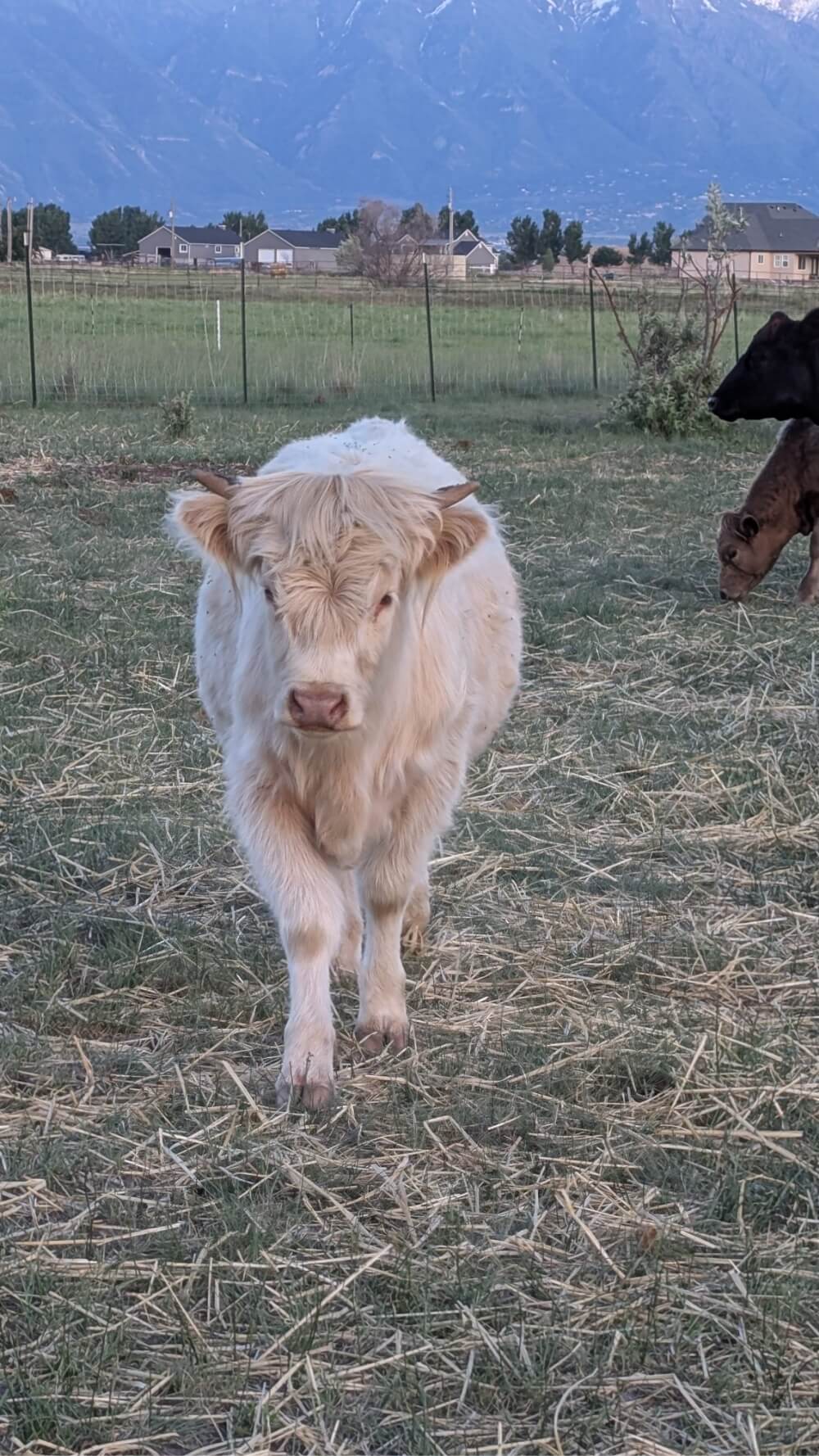 Cow - Fold of Liberty Farms - A regenerative agriculture experience.